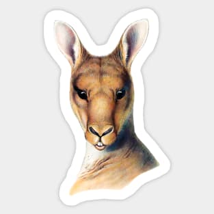 kangaroo Australia  lowland king Sticker